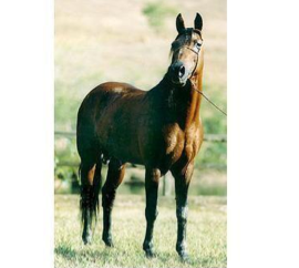 mangalarga marchador stallion