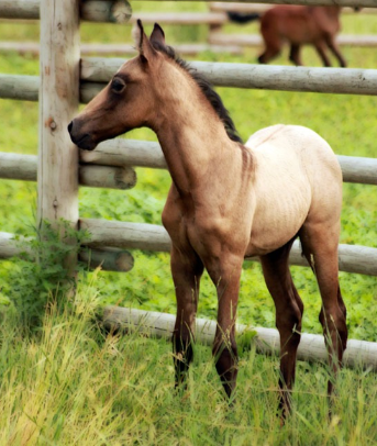 mangalarga marchador colt photo by Donna Dean