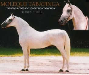 mangalarga marchador stallion