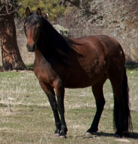 mangalarga marchadors